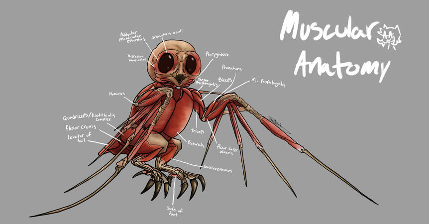 Creature: &quot;Mothettle&quot; Muscular system