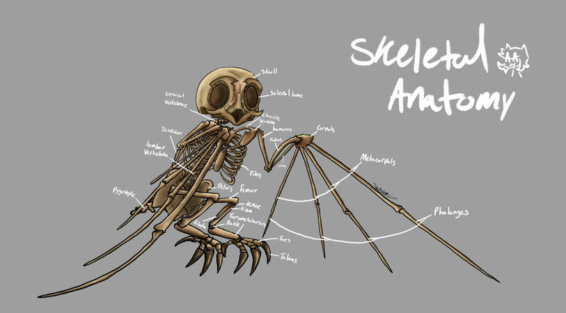 Creature: "Mothettle" Skeletal system
